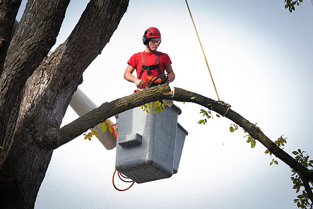 Best Affordable Tree Service  in Bourbon, MO